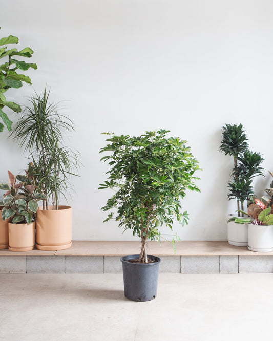 Braided Variegated Umbrella Tree: Schefflera arboricola 'Capella' - 14 inch pot
