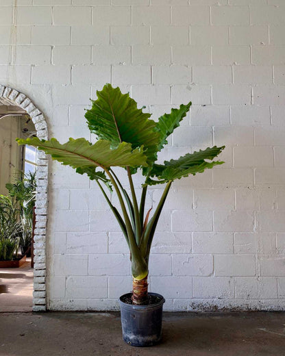 California Elephant Ear: Alocasia - 17 inch pot - 7 foot tall — indoor plant — indoor plant for sale by Promise Supply for delivery and pickup in Toronto.