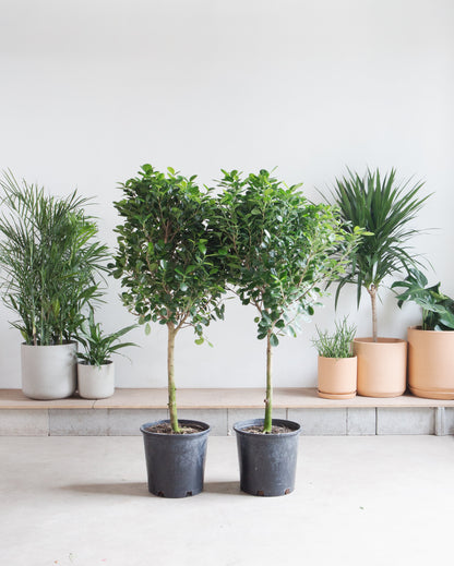 Ficus Moclame: Ficus microcarpa - 14 inch pot - 4.5-6 foot tall