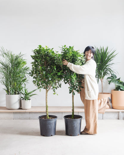Ficus Moclame: Ficus microcarpa - 14 inch pot - 4.5-6 foot tall