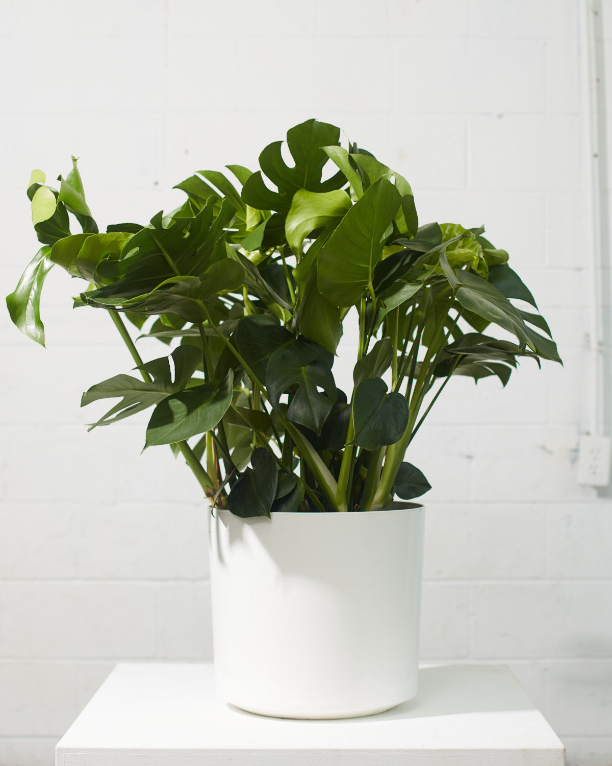 Swiss Cheese Plant: Monstera deliciosa - 12 inch pot - 2-3 foot tall