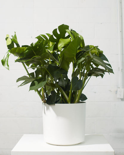 Swiss Cheese Plant: Monstera deliciosa - 12 inch pot - 2-3 foot tall