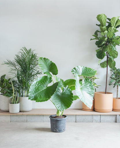 Giant Upright Elephant Ear: Alocasia 'Calidora' - 14 inch pot