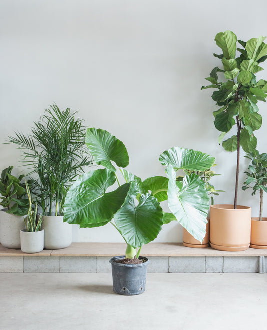 Giant Upright Elephant Ear: Alocasia 'Calidora' - 14 inch pot