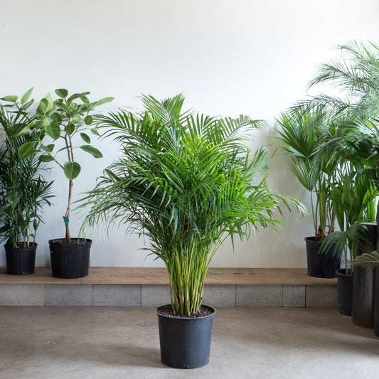 Areca Palm: Dypsis lutescens - 14 inch pot - 6+ foot tall