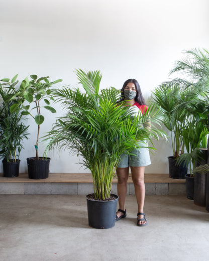 Areca Palm: Dypsis lutescens - 14 inch pot - 6+ foot tall