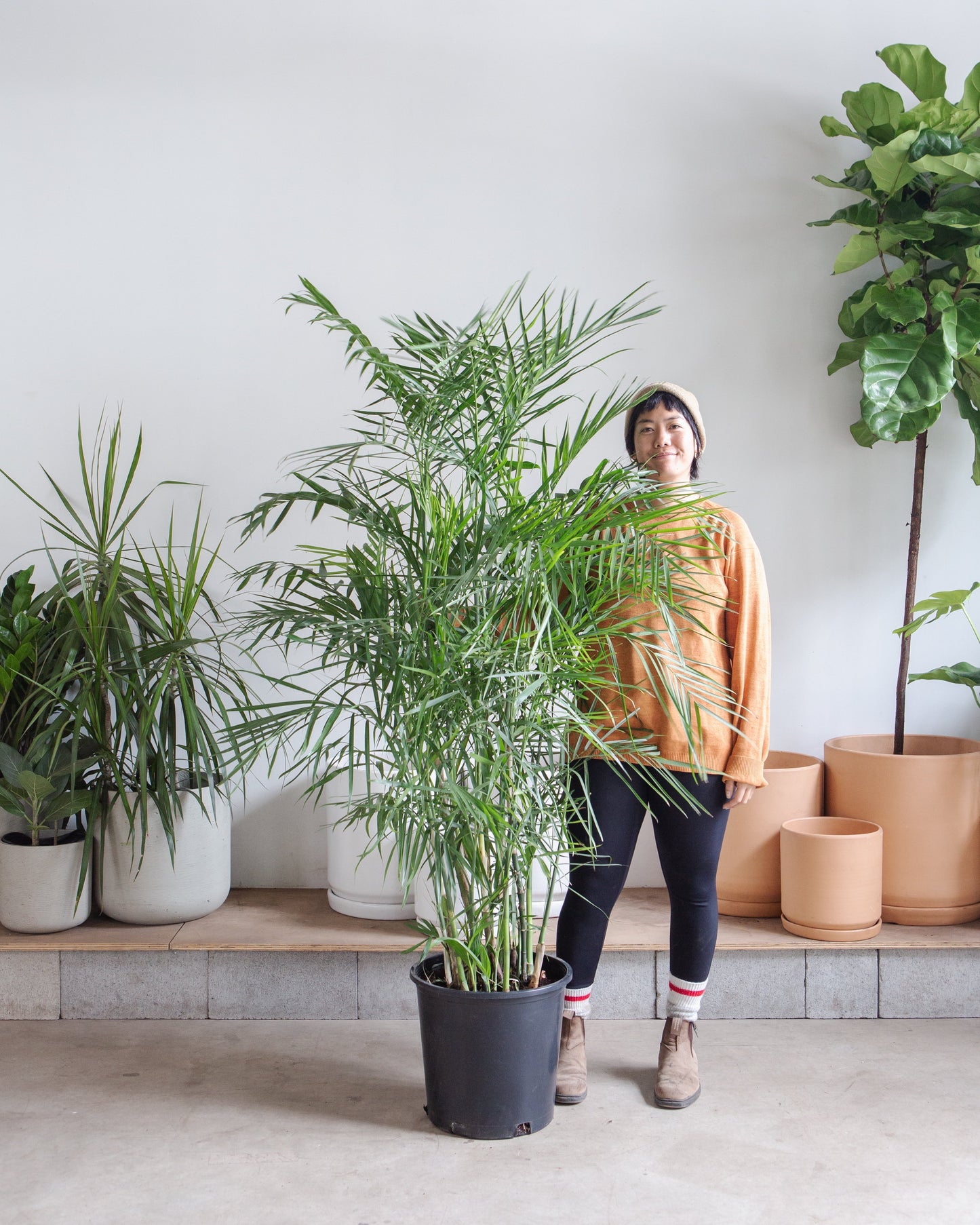 Bamboo Palm: Chamaedorea seifrizii - 14 inch pot - 6 foot tall