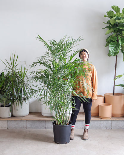 Bamboo Palm: Chamaedorea seifrizii - 14 inch pot - 6 foot tall