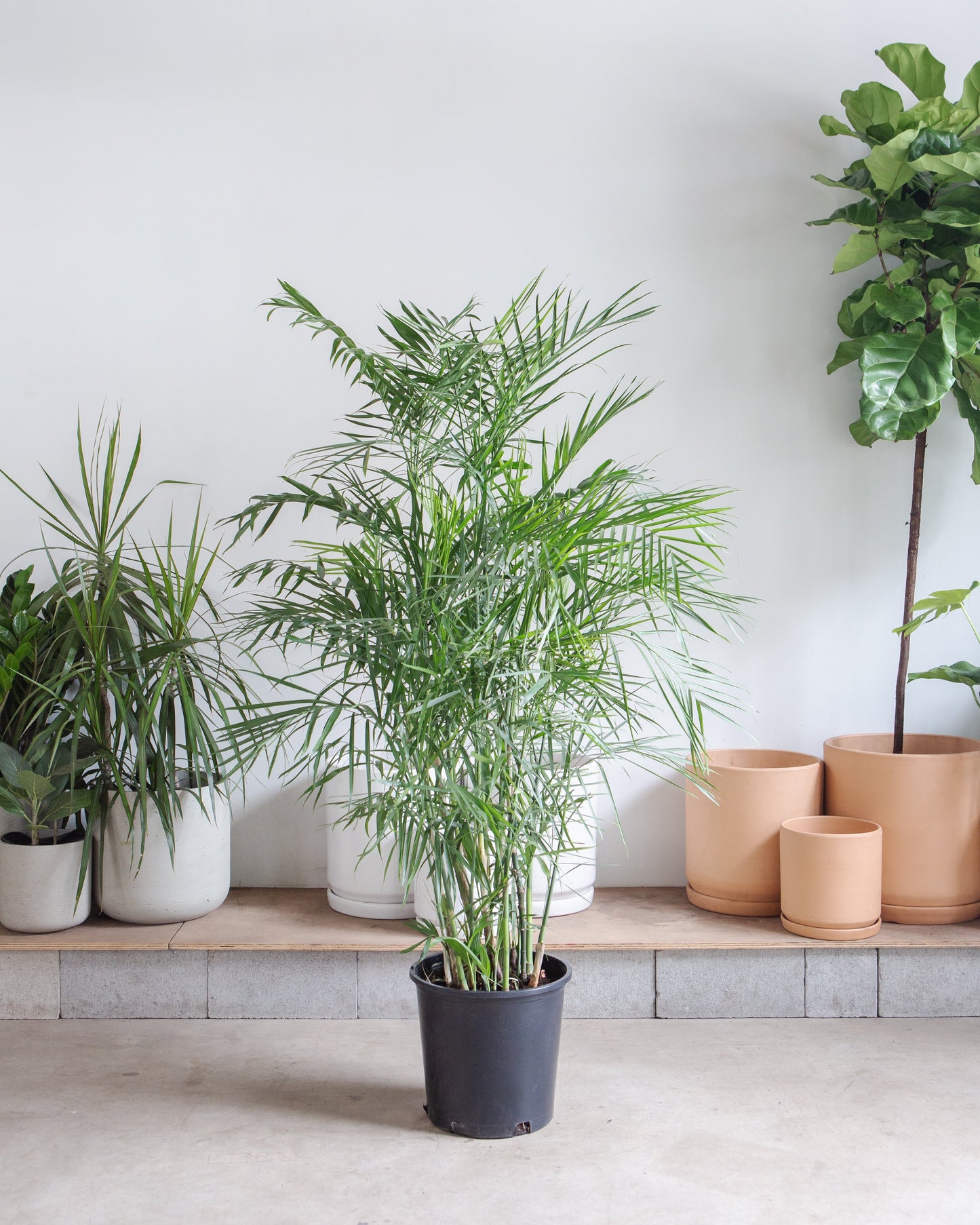 Bamboo Palm: Chamaedorea seifrizii - 14 inch pot - 6 foot tall