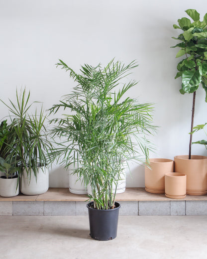 Bamboo Palm: Chamaedorea seifrizii - 14 inch pot - 6 foot tall