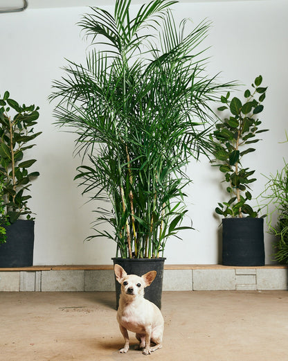 Bamboo Palm: Chamaedorea seifrizii - 14 inch pot - 6 foot tall