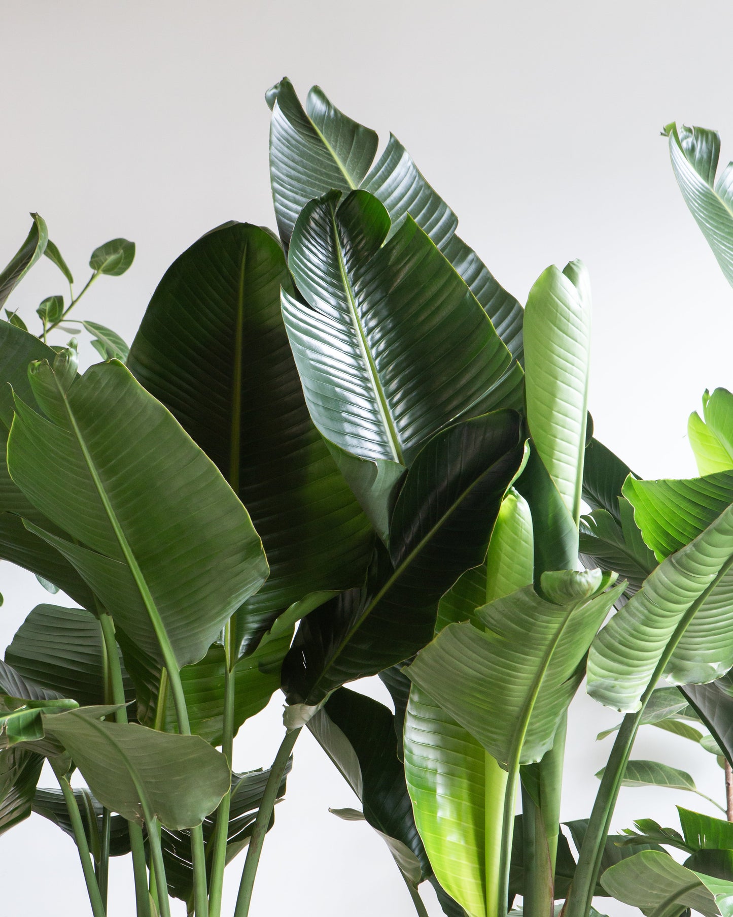 White Bird of Paradise: Strelitzia nicolai - 14 inch pot - 5-8 foot tall