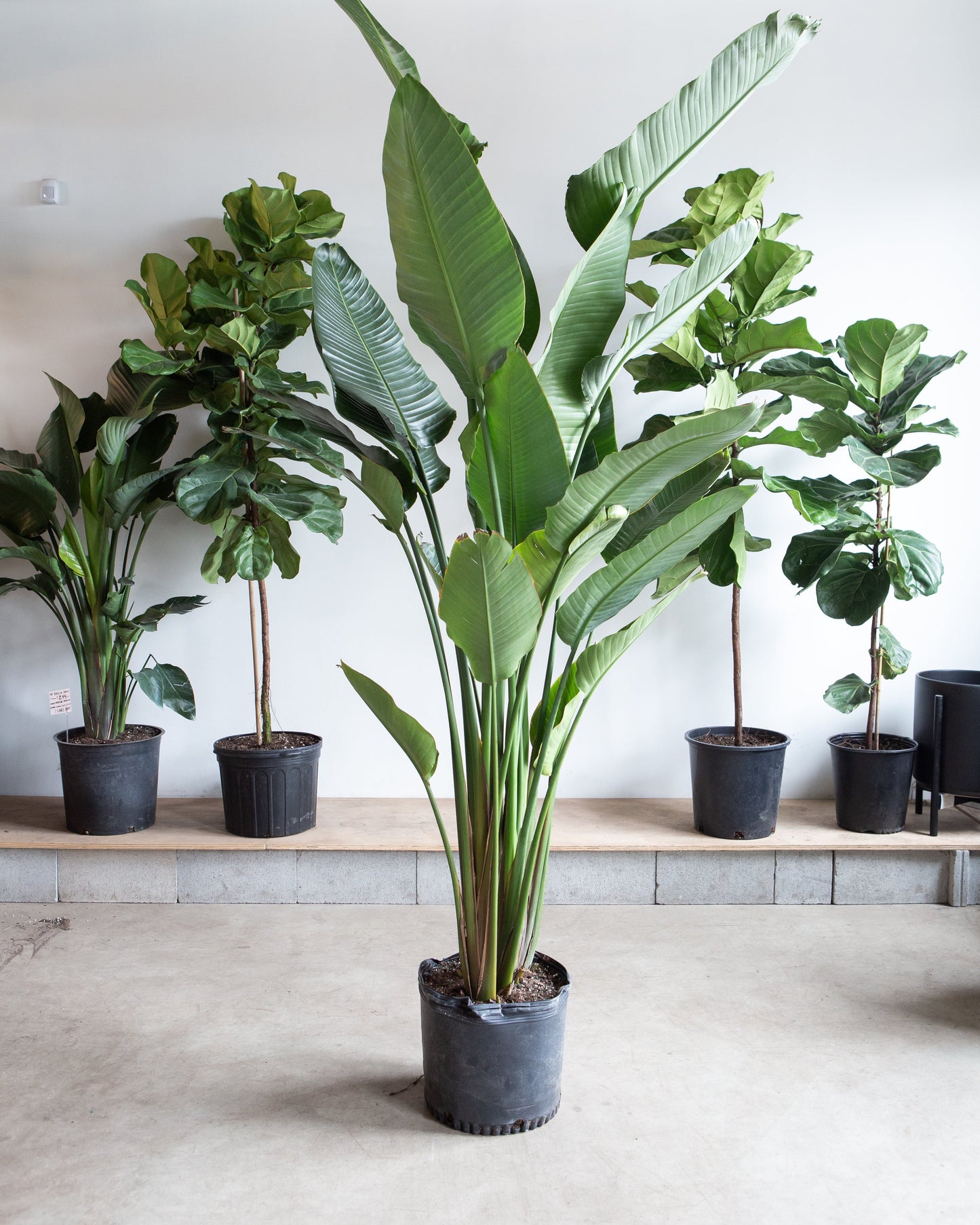 White Bird of Paradise: Strelitzia nicolai - 17 inch pot - 6-10 foot tall
