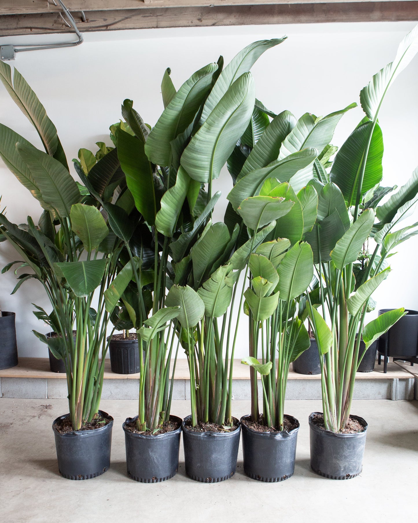 White Bird of Paradise: Strelitzia nicolai - 14 inch pot - 5-8 foot tall