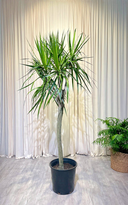 Character Dragon Tree: Dracaena marginata - 14 inch pot - 6 foot tall