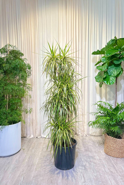 kiwi plant indoors Kiwi Staggered Dragon Tree - 14" Pot
