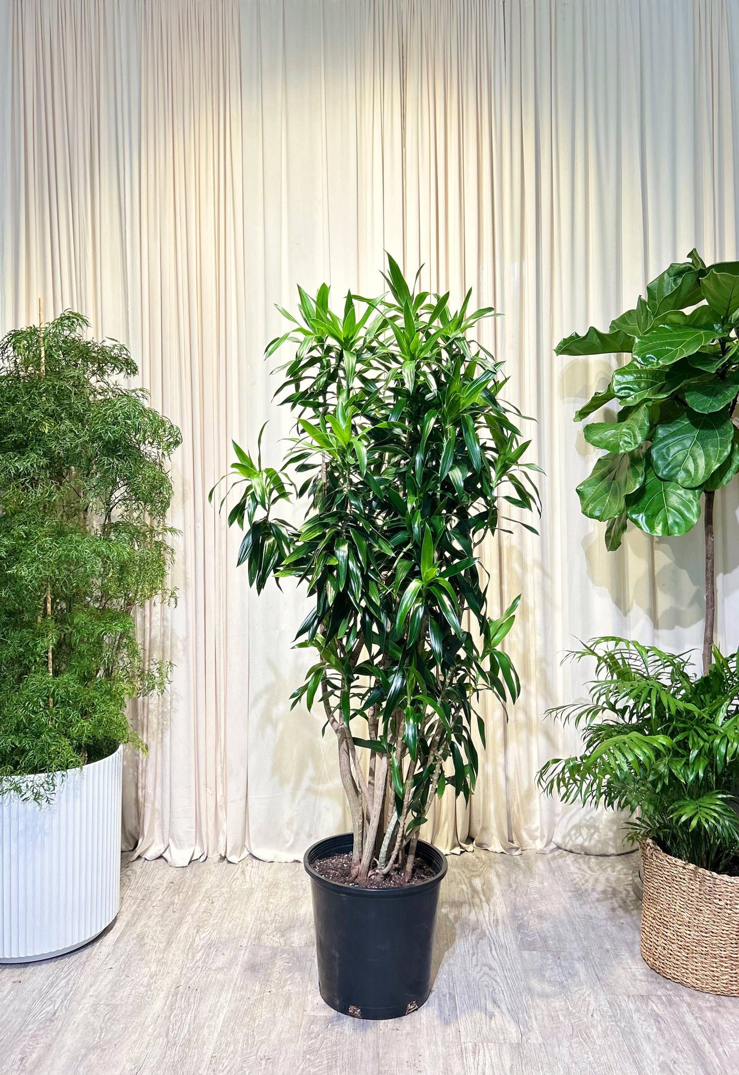 Anita Cane: Dracaena reflexa - 14 inch pot - 5-7 foot tall