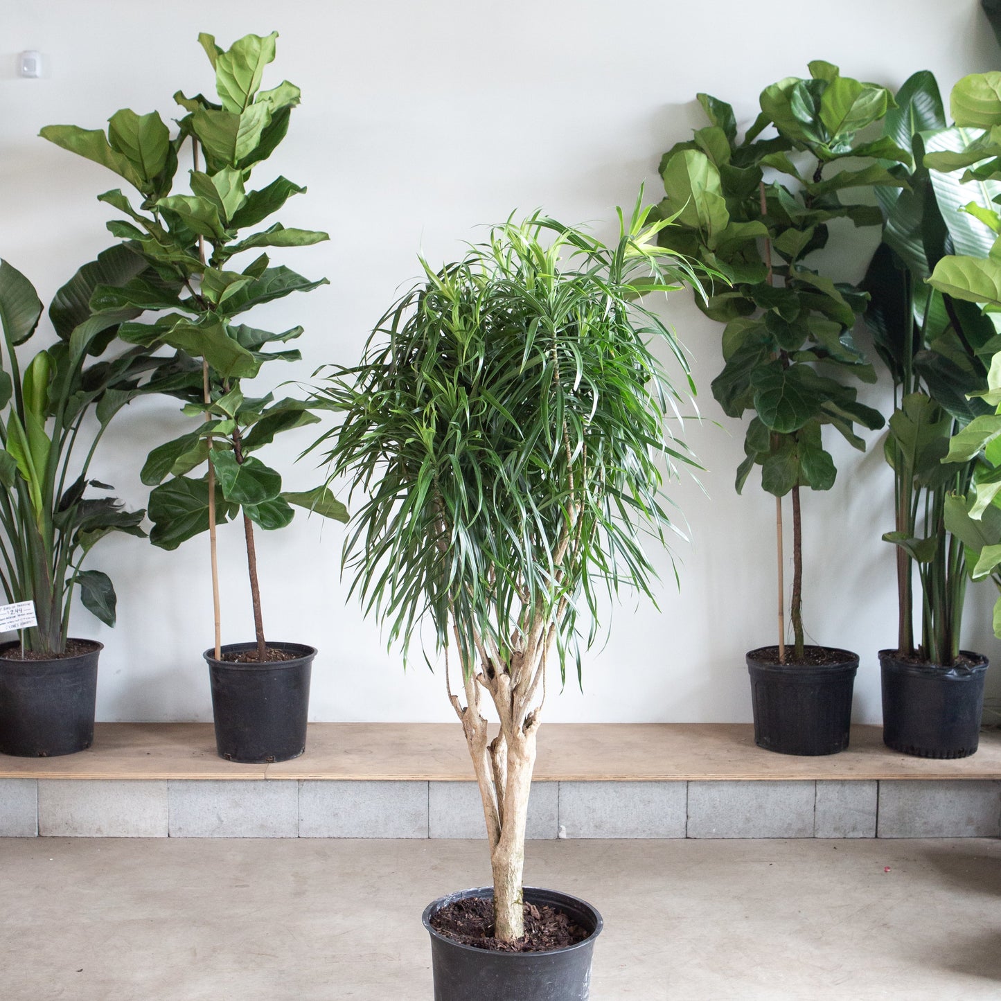 Variegated Medusa Stump: Dracaena reflexa 'Anita' - 12 inch pot - 4-4.5 foot tall