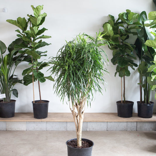 Variegated Medusa Stump: Dracaena reflexa 'Anita' - 12 inch pot - 4-4.5 foot tall