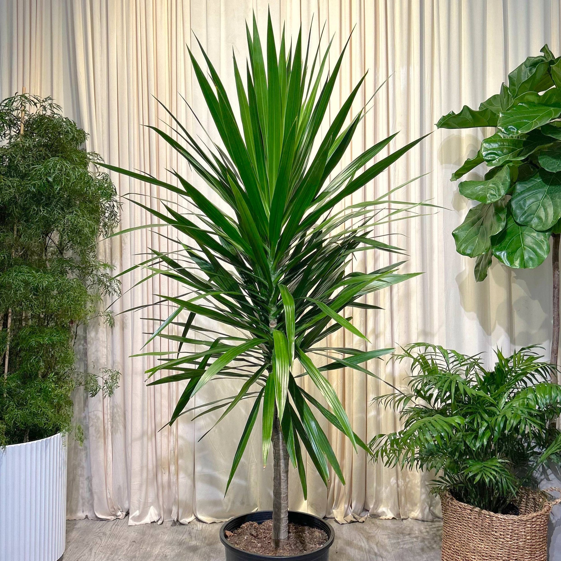 dracaena tarzan tree Tarzan Dragon Tree: Dracaena Marginata - 14" Pot
