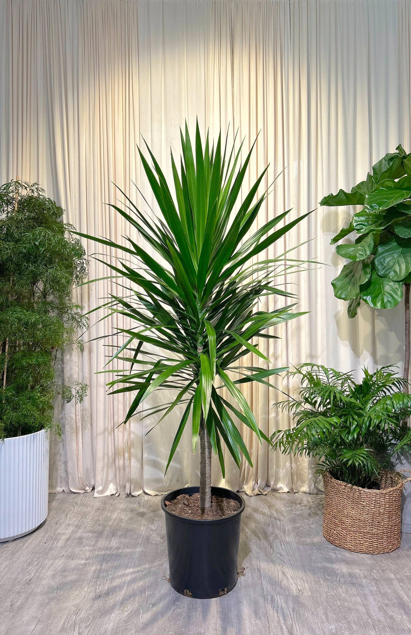 Tarzan Dragon Tree: Dracaena marginata - 14 inch pot - 6-7 foot tall