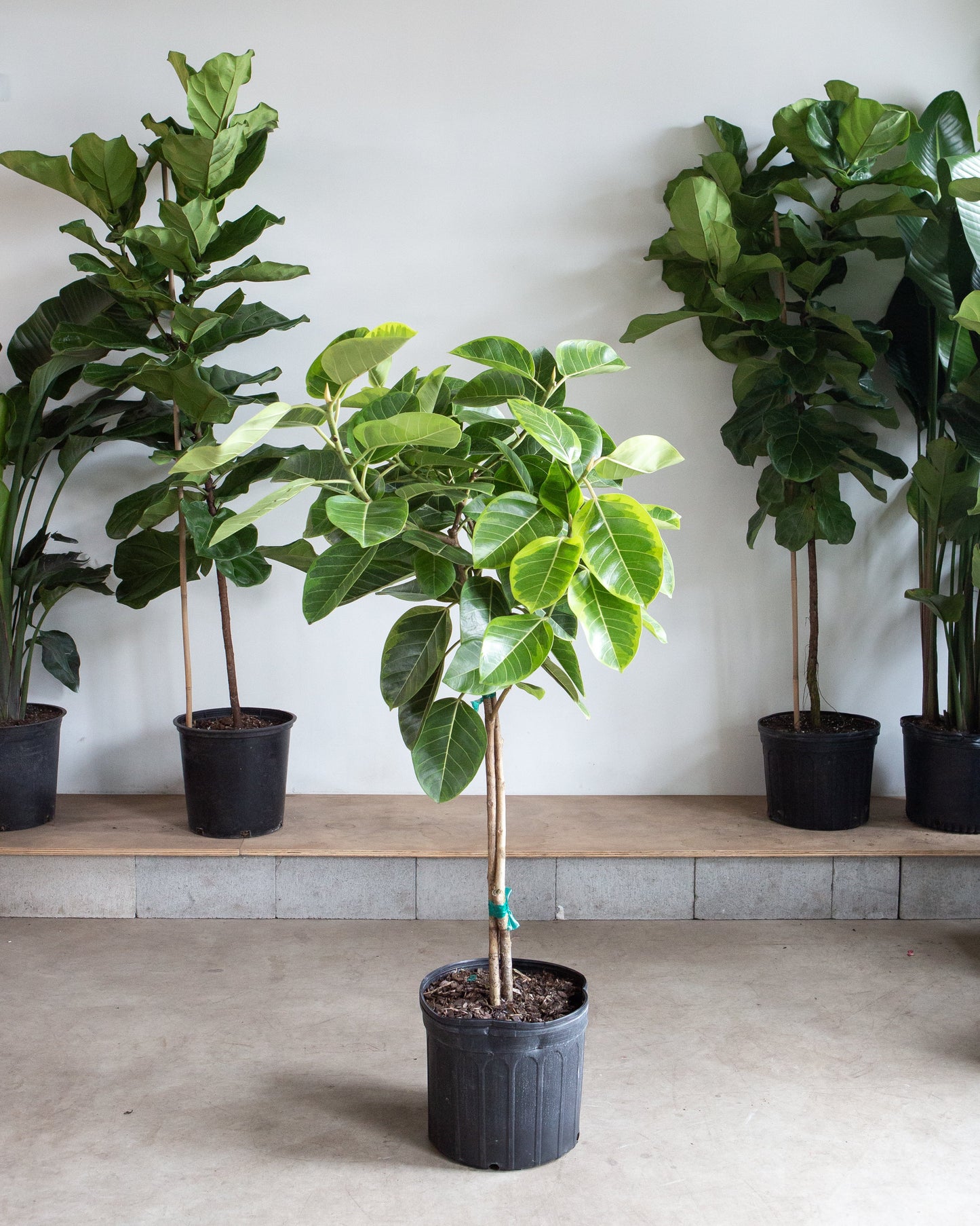 Yellow Gem Fig: Ficus altissima - 14 inch pot - 6.5-7 foot tall