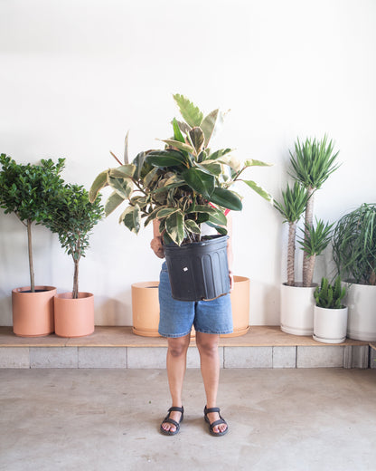 Tineke Rubber Bush: Ficus elastica - 14 inch pot - 3-6 foot tall
