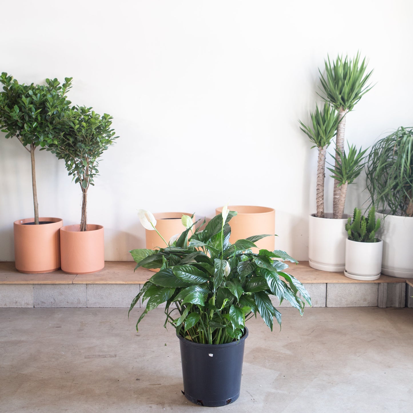 Peace Lily: Spathiphyllum - 14 inch pot - 3-4 foot tall — indoor plant — indoor plant for sale by Promise Supply for delivery and pickup in Toronto.