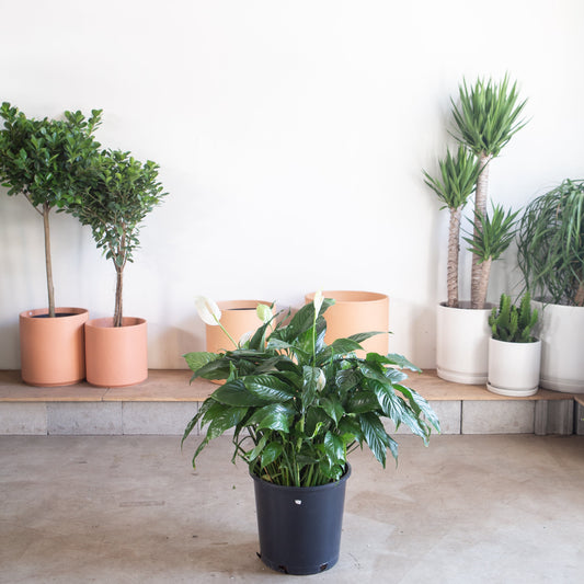 Peace Lily: Spathiphyllum - 14 inch pot - 3-4 foot tall — indoor plant — indoor plant for sale by Promise Supply for delivery and pickup in Toronto.
