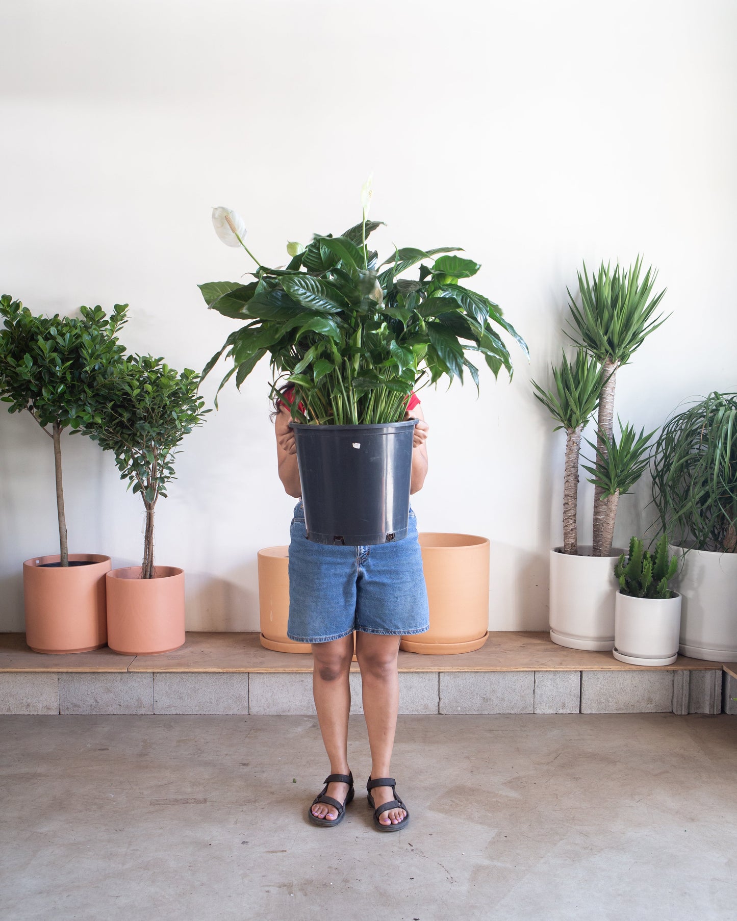 Peace Lily: Spathiphyllum - 14 inch pot - 3-4 foot tall — indoor plant — indoor plant for sale by Promise Supply for delivery and pickup in Toronto.