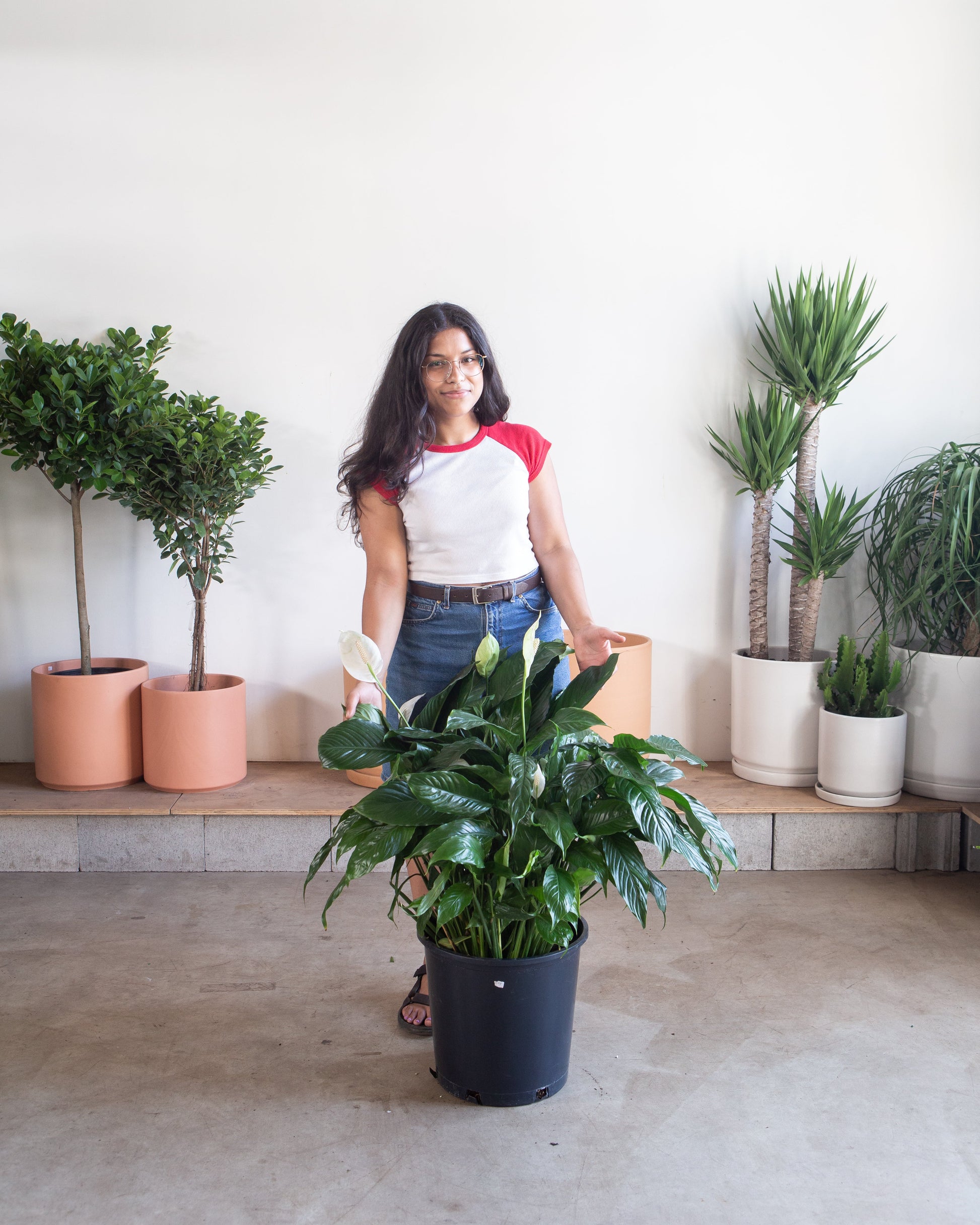 Peace Lily: Spathiphyllum - 14 inch pot - 3-4 foot tall — indoor plant — indoor plant for sale by Promise Supply for delivery and pickup in Toronto.