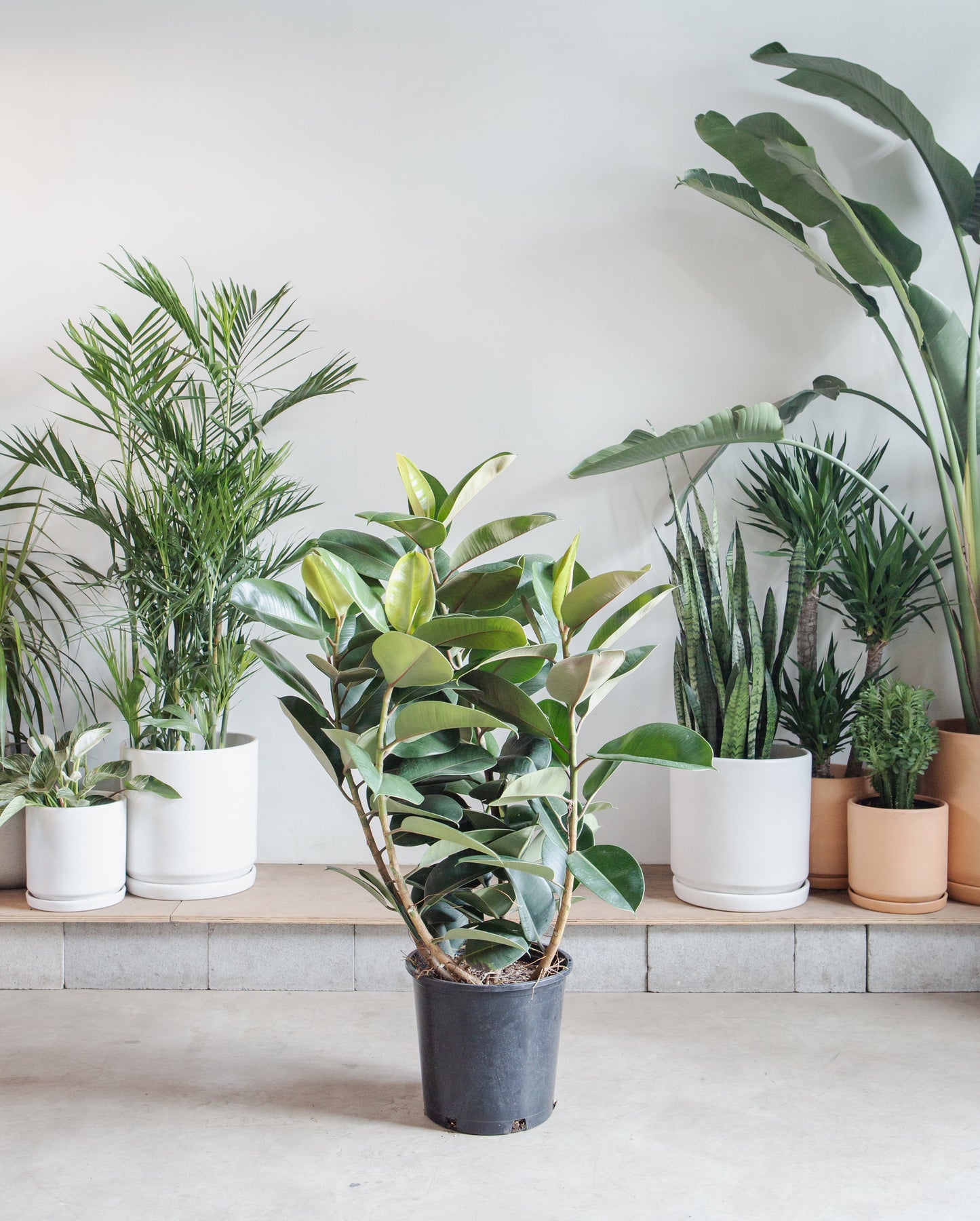 Robusta Rubber Bush: Ficus elastica - 12 inch pot - 3-4 foot tall