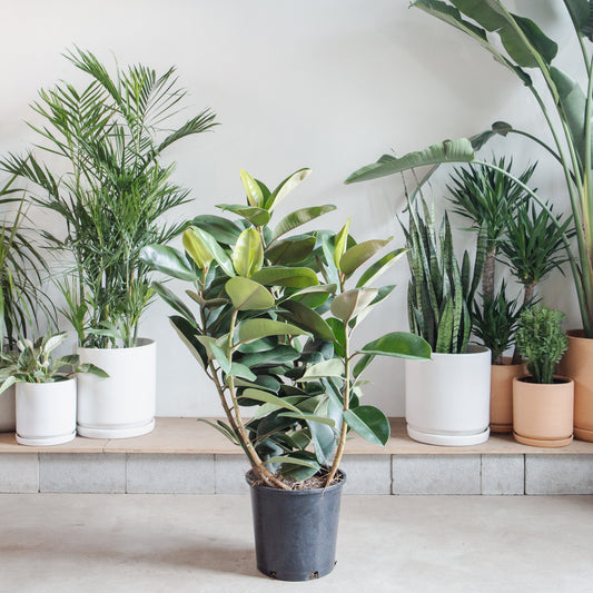 Robusta Rubber Bush: Ficus elastica - 12 inch pot - 3-4 foot tall — indoor plant — indoor plant for sale by Promise Supply for delivery and pickup in Toronto.