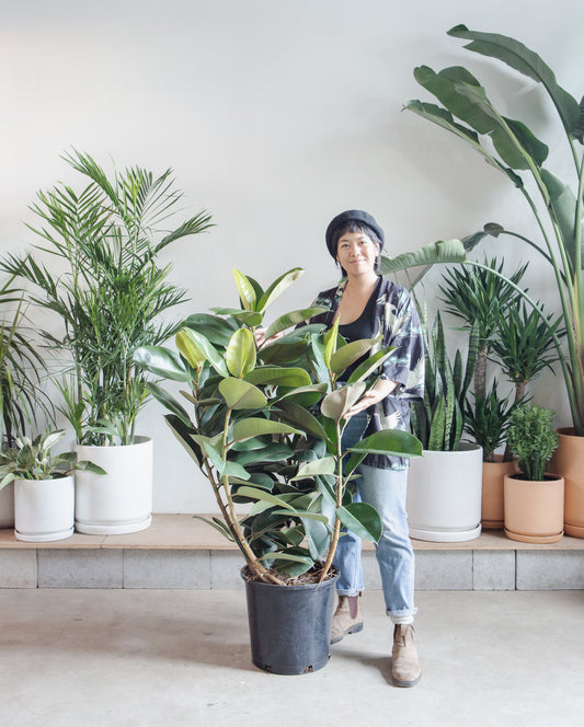 Robusta Rubber Bush: Ficus elastica - 12 inch pot - 3-4 foot tall — indoor plant — indoor plant for sale by Promise Supply for delivery and pickup in Toronto.