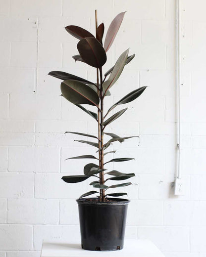 Burgundy Rubber Tree Column: Ficus elastica - 10 inch pot - 4-5 foot tall — indoor plant — indoor plant for sale by Promise Supply for delivery and pickup in Toronto.