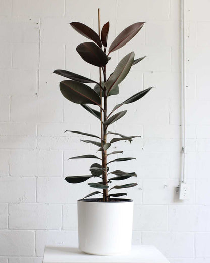 Burgundy Rubber Tree Column: Ficus elastica - 10 inch pot - 4-5 foot tall — indoor plant — indoor plant for sale by Promise Supply for delivery and pickup in Toronto.