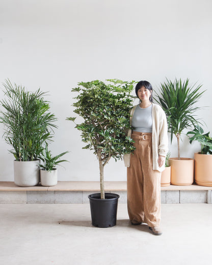 Dwarf Umbrella Tree: Schefflera arboricola - 14 inch pot - 5-5.5' Tall
