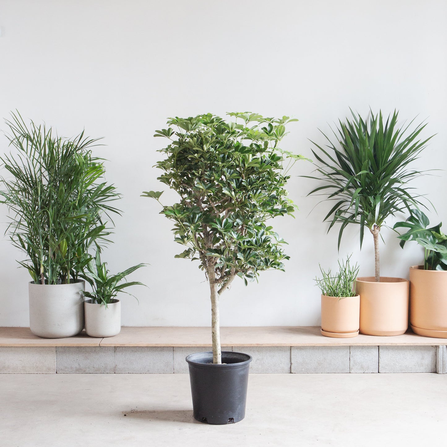 Dwarf Umbrella Tree: Schefflera arboricola - 14 inch pot - 5-5.5' Tall