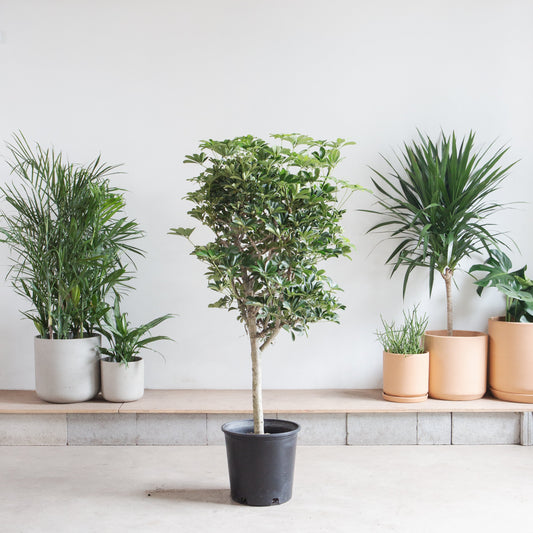 Dwarf Umbrella Tree: Schefflera arboricola - 14 inch pot - 5-5.5' Tall