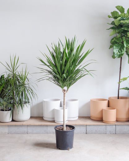 Tarzan Dragon Tree: Dracaena marginata - 10 inch pot - 4.5-5 foot tall