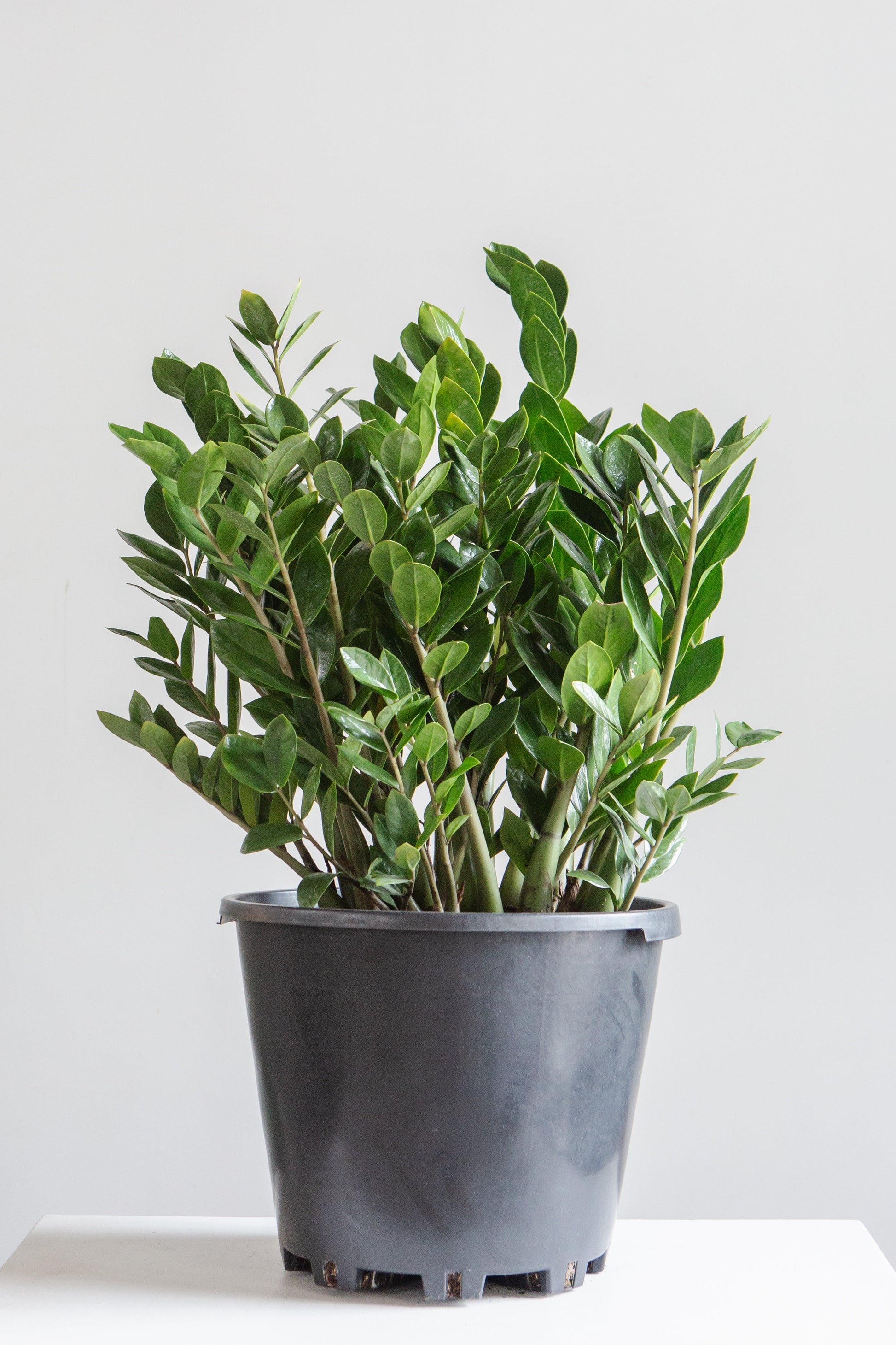 zz plant max height ZZ Plant: Zamioculcas Zamiifolia - 14" Pot