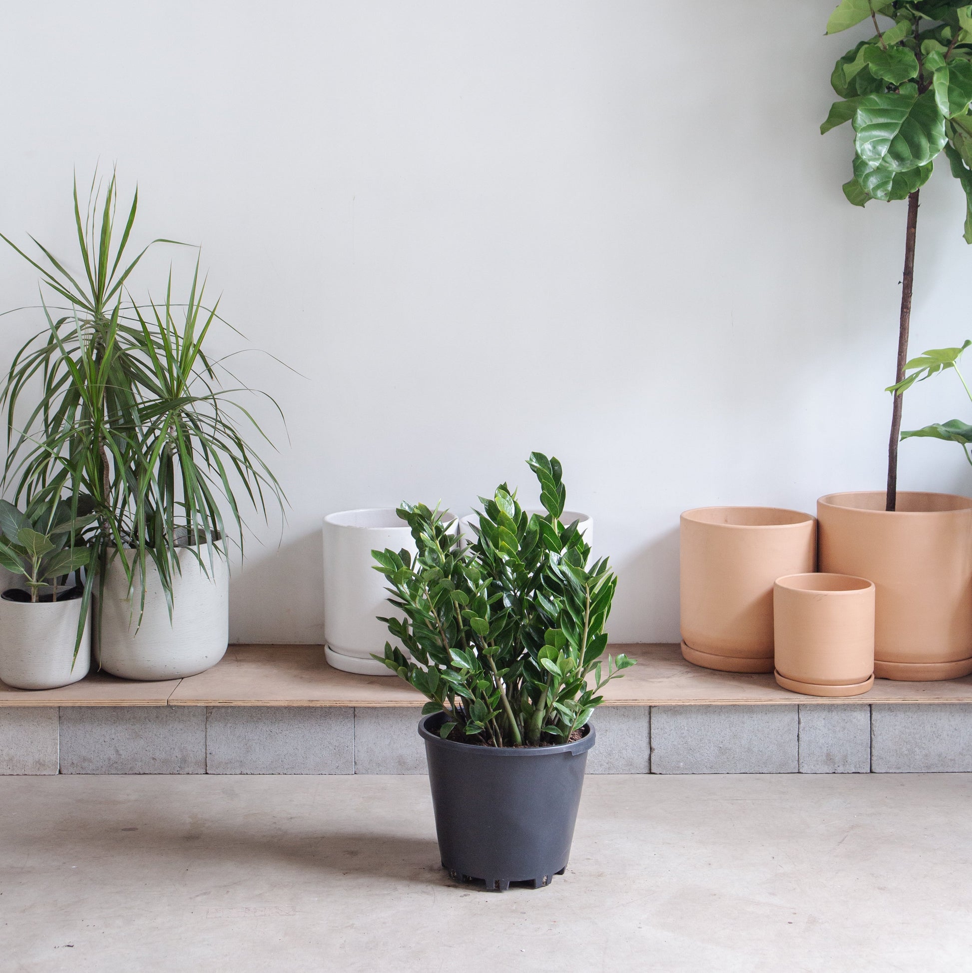 buy zz plant toronto ZZ Plant: Zamioculcas Zamiifolia - 14" Pot