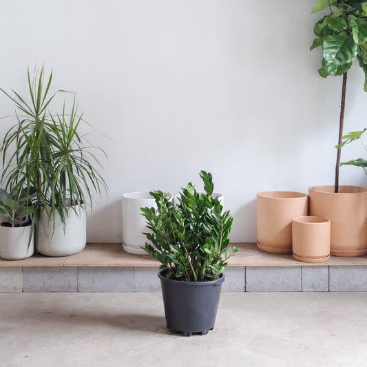 ZZ Plant: Zamioculcas zamiifolia - 14 inch pot - 3-3.5 foot tall — indoor plant — indoor plant for sale by Promise Supply for delivery and pickup in Toronto.