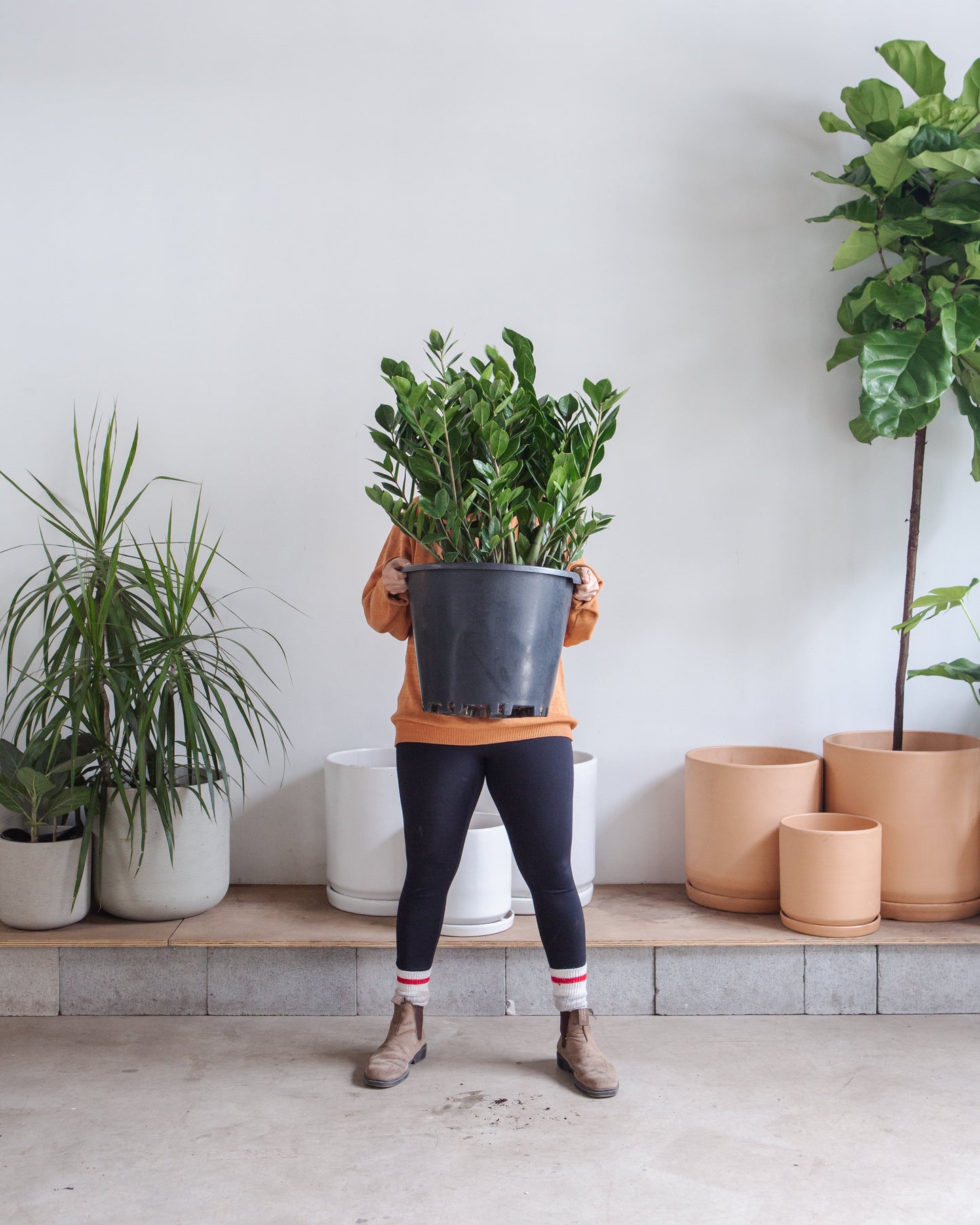 zz plant extra large ZZ Plant: Zamioculcas Zamiifolia - 14" Pot