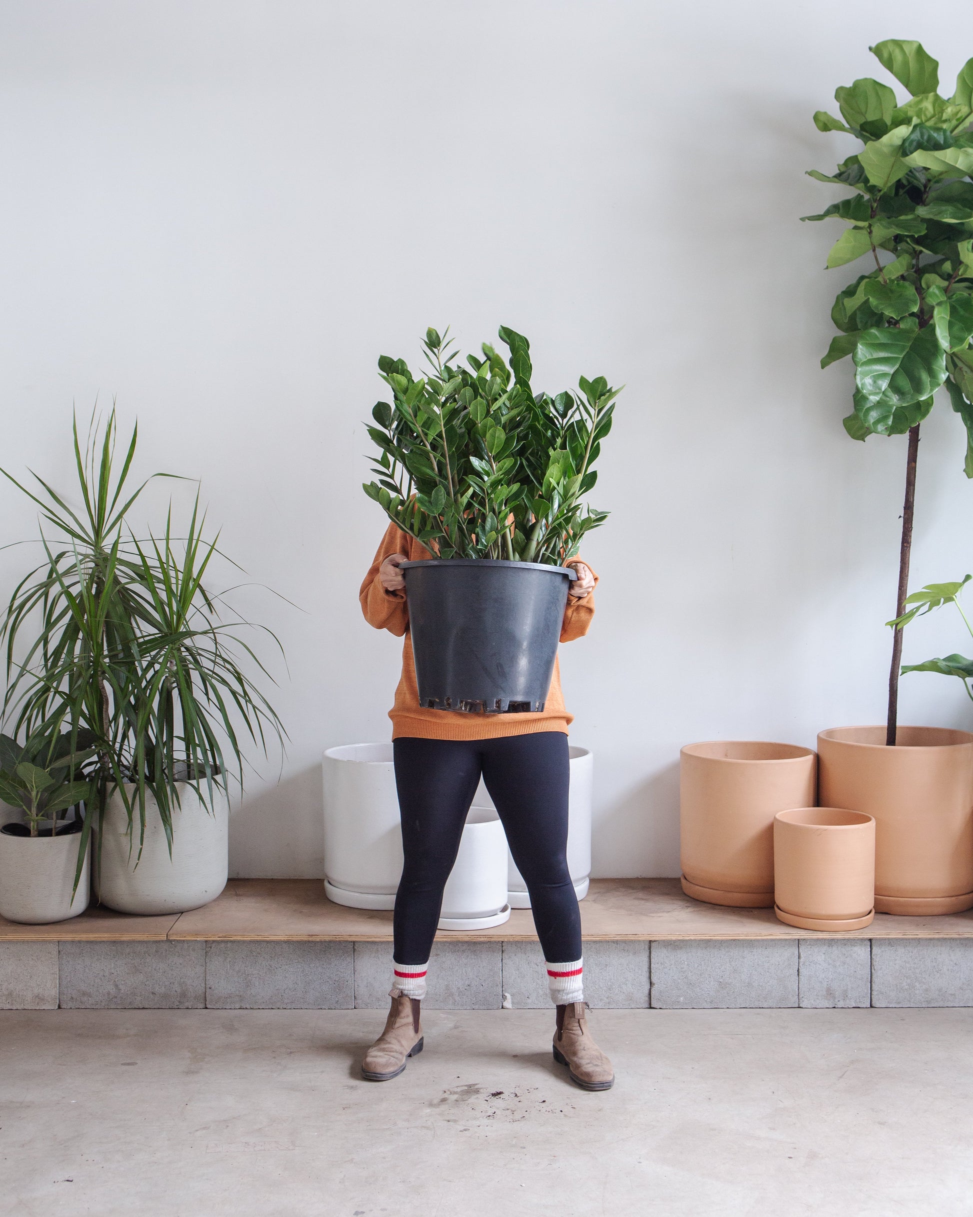 costa farms zz zamioculcas zamiifolia indoor plant ZZ Plant: Zamioculcas Zamiifolia - 14" Pot