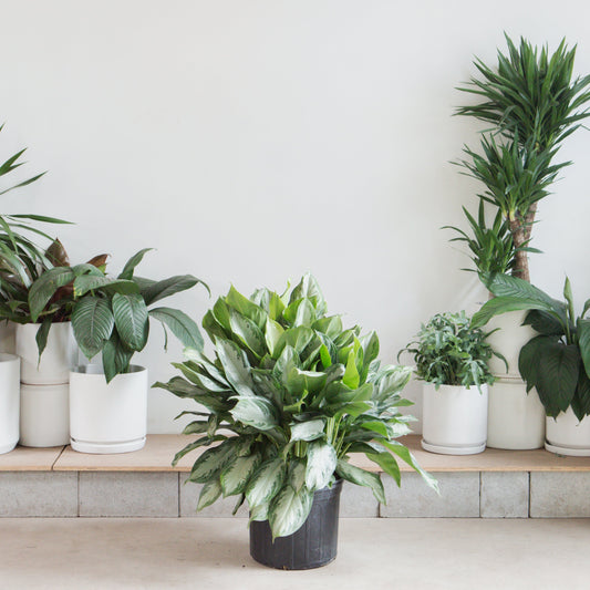 Silver Bay Chinese Evergreen: Aglaonema - 14 inch pot - 2-3 foot tall — indoor plant — indoor plant for sale by Promise Supply for delivery and pickup in Toronto.