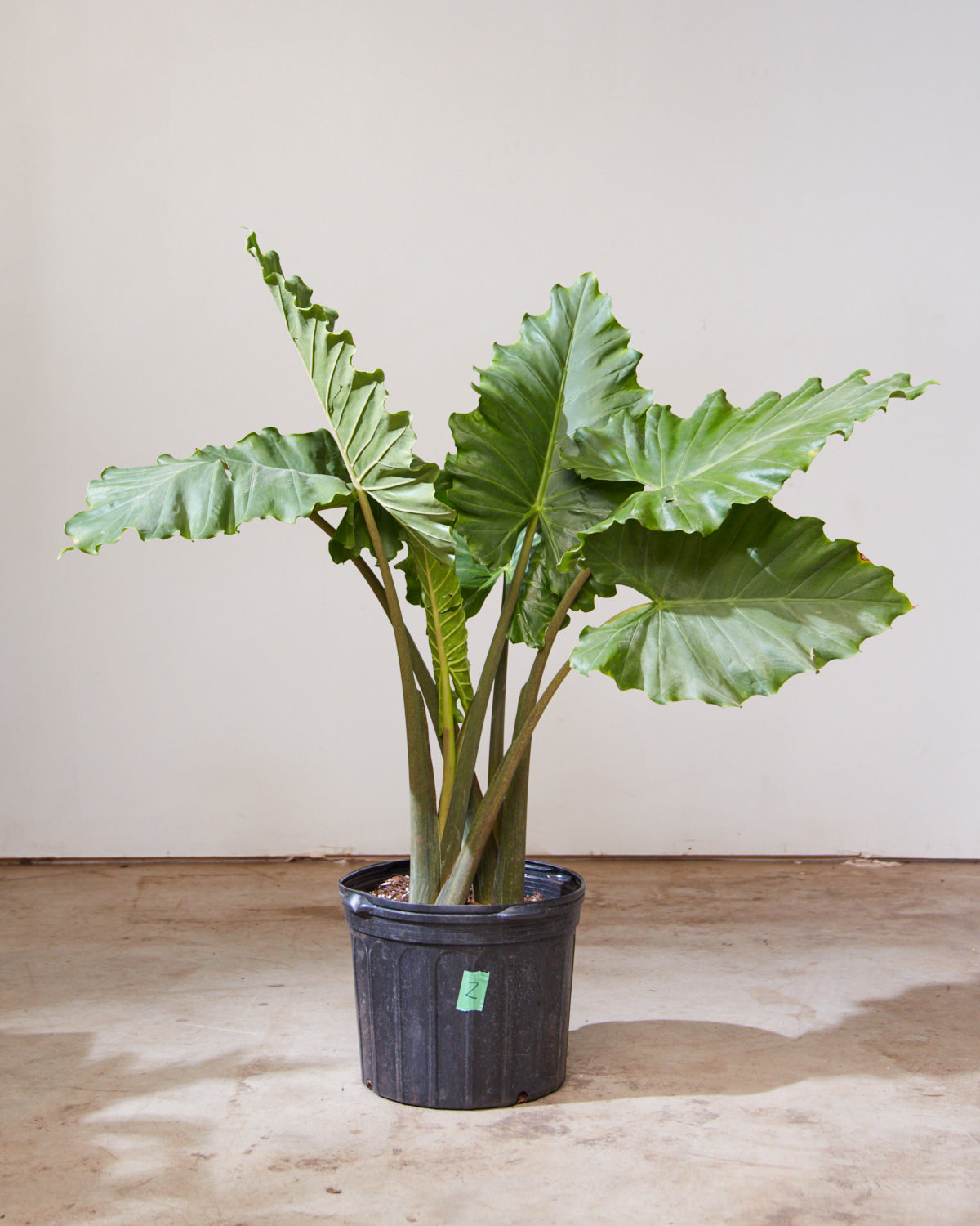 Portora Elephant Ear: Alocasia - 12 inch pot - 4-5 foot tall — indoor plant — indoor plant for sale by Promise Supply for delivery and pickup in Toronto.