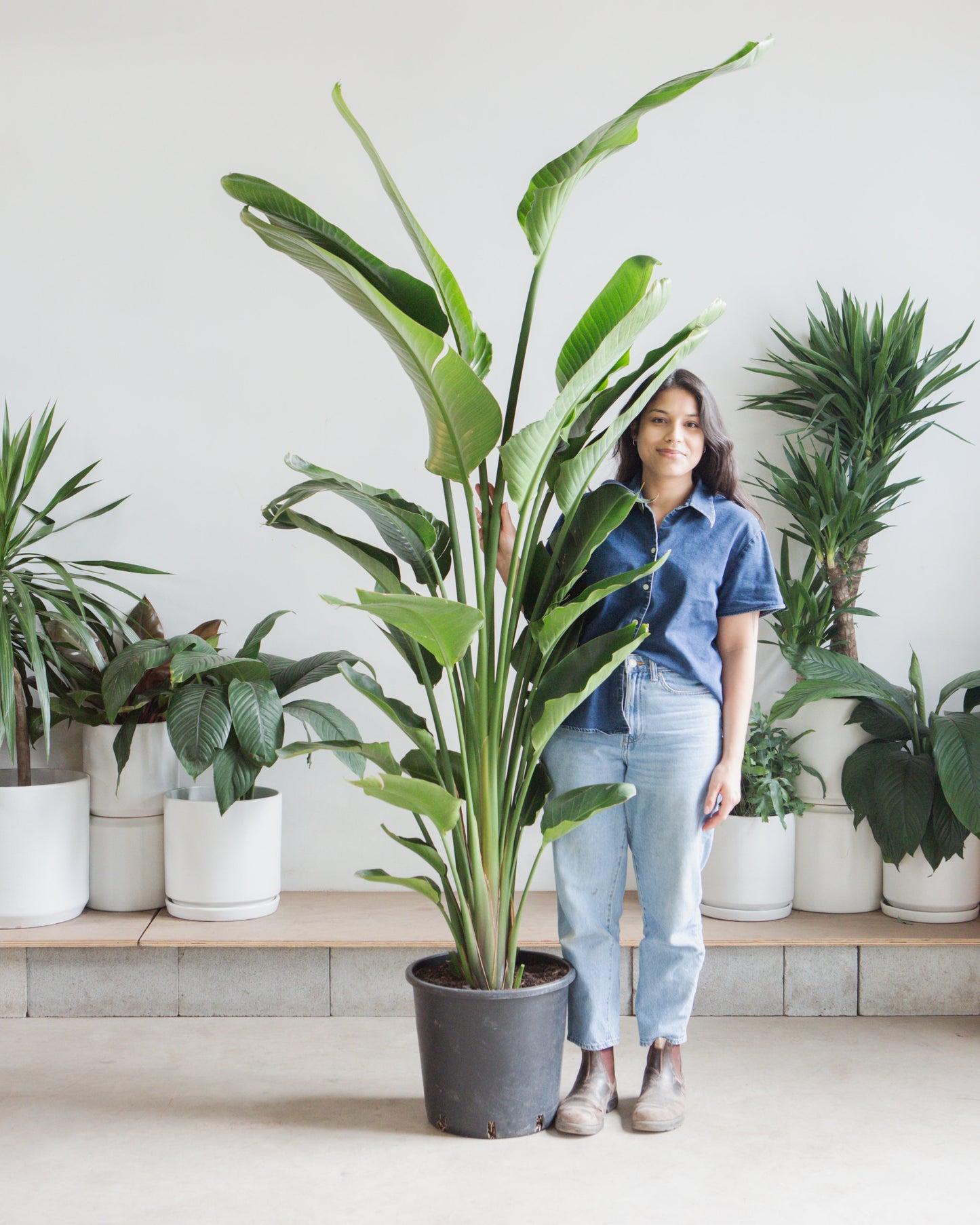White Bird of Paradise: Strelitzia nicolai - 14 inch pot - 5-8 foot tall