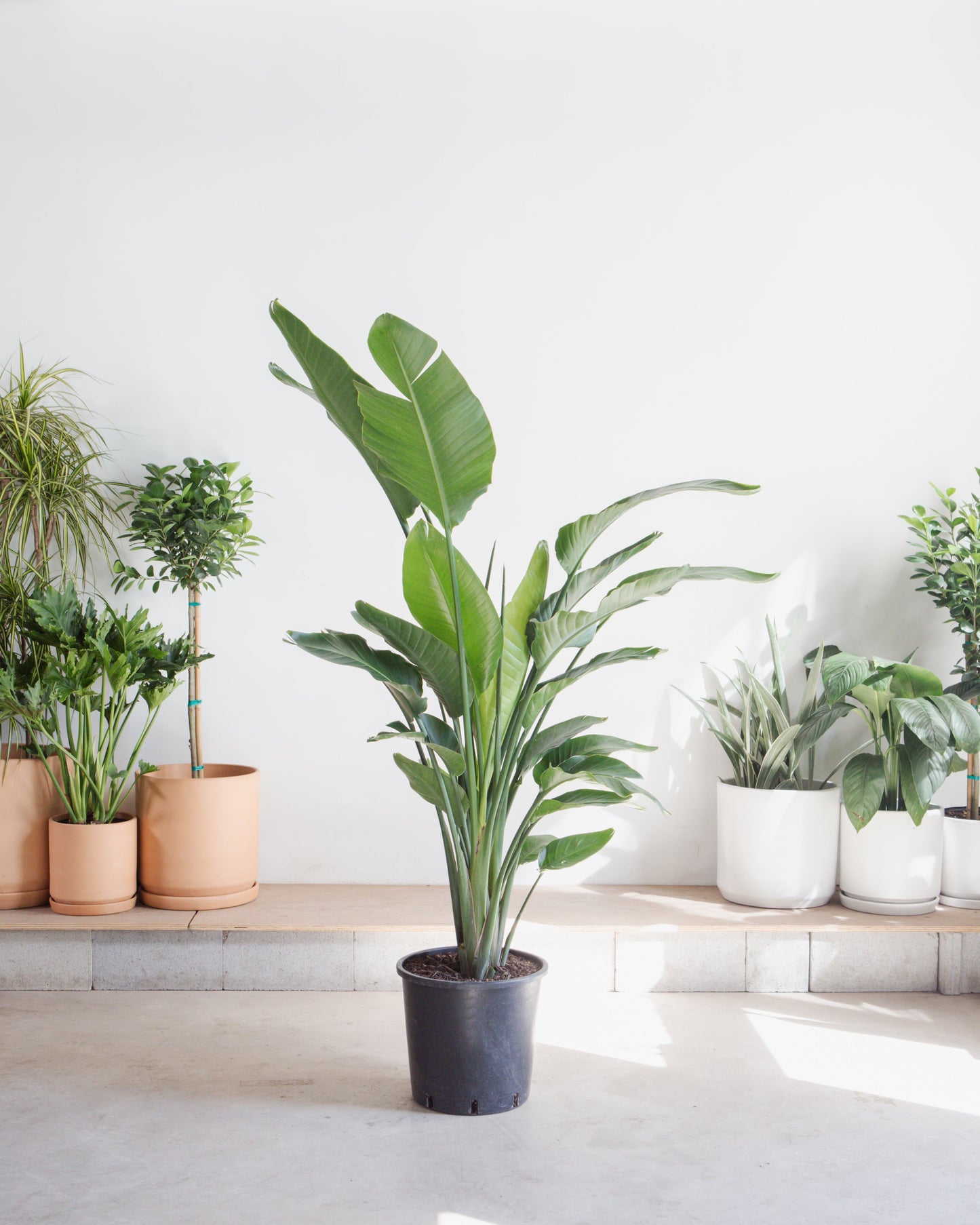 White Bird of Paradise: Strelitzia nicolai - 14 inch pot - 5-8 foot tall