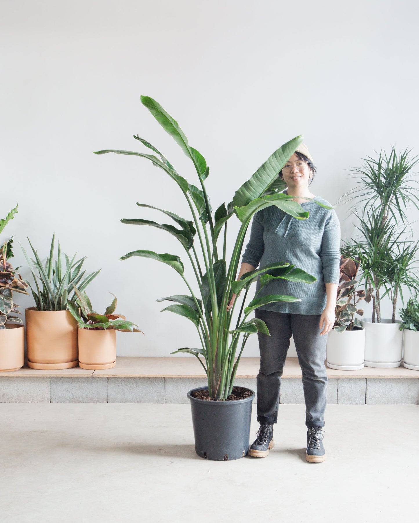 White Bird of Paradise: Strelitzia nicolai - 14 inch pot - 5-8 foot tall